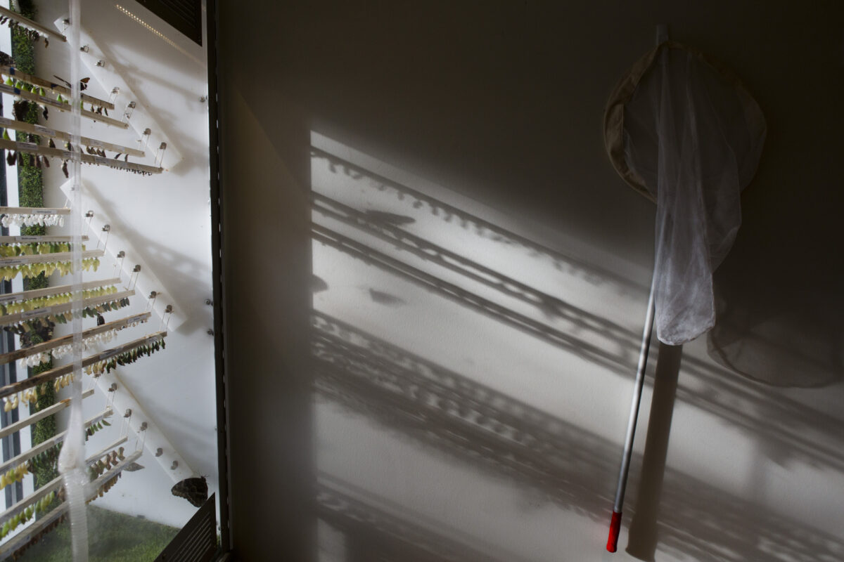Thanksgiving Point butterfly exhibit gets visitors up close with